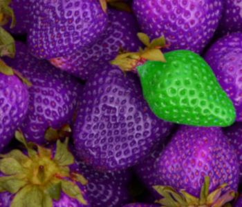 Photo de 21 - Semences paysannes ou OGM - le vivant ou le profit?